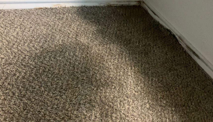 tips for maintaining carpet in high humidity