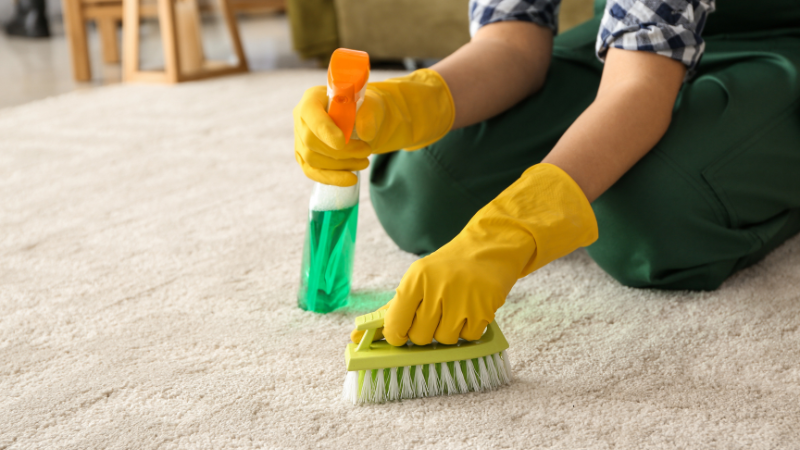 Signs of Carpet Mildew vs Mold: Key Differences Explained