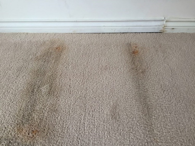 Carpet Mold