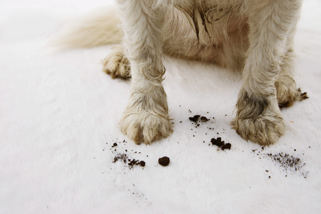 How to Clean Wax from Carpet: A Step-by-Step Guide