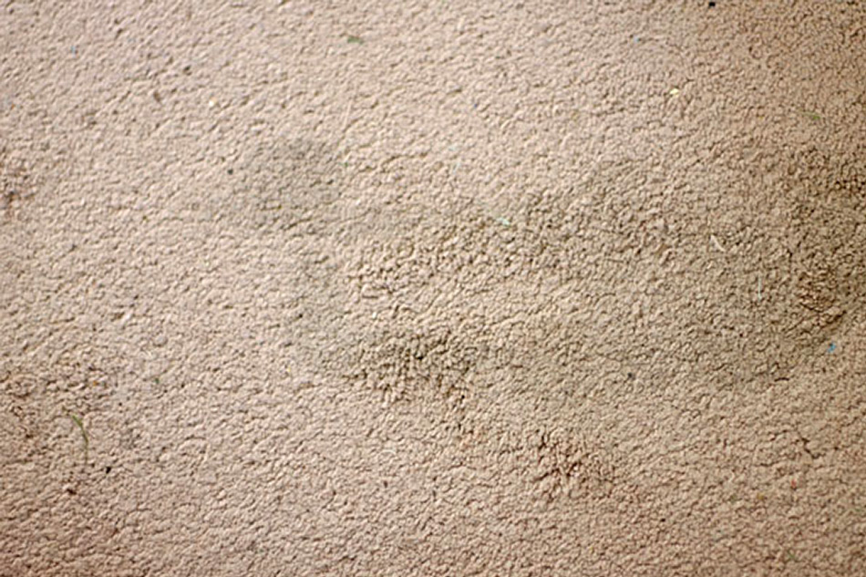 Top-rated carpet cleaning products for home and business