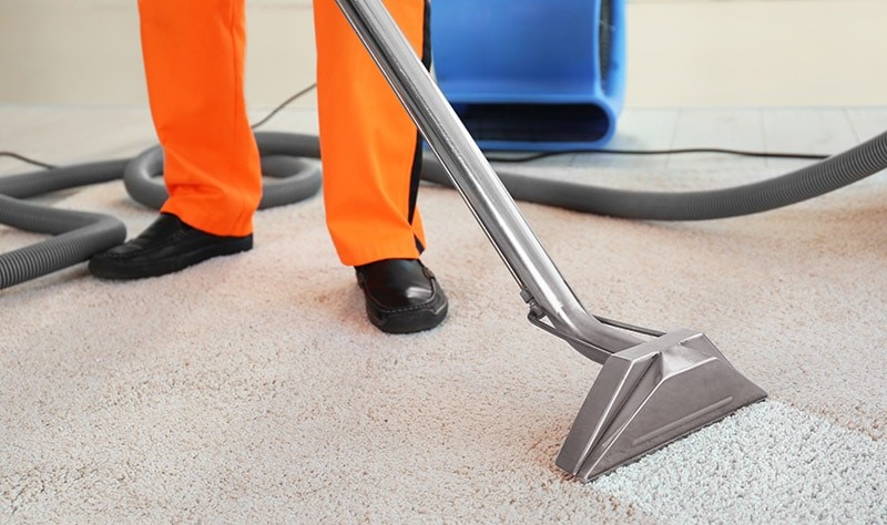 Can Steam Kill Bed Bugs in Carpets?