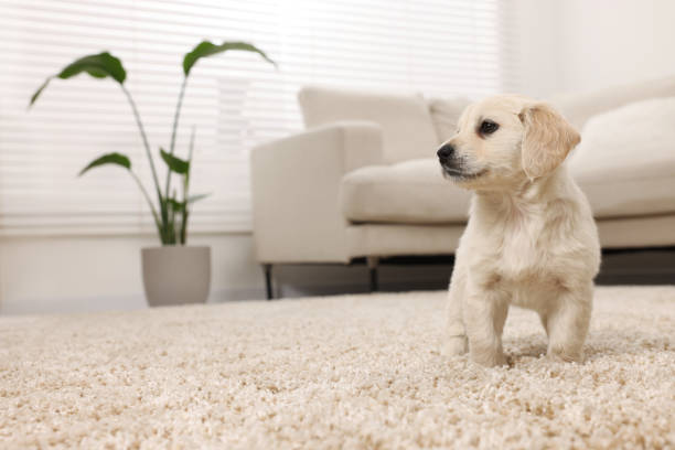 Pet Hair Embedded in Carpet: How to Remove It Easily