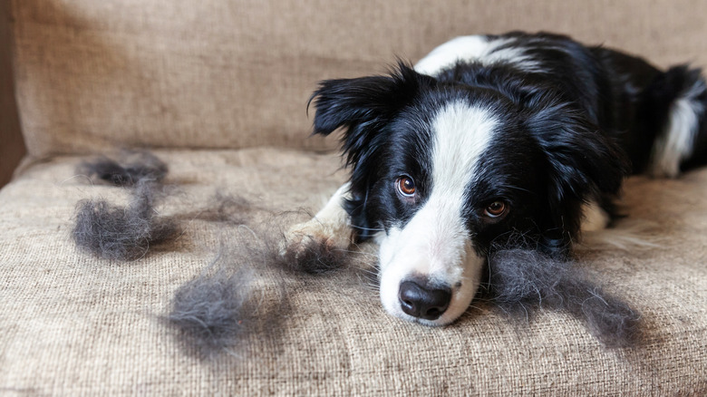 pet hair embedded in carpet how to remove Pet Hair Embedded in Carpet: How to Remove It Easily