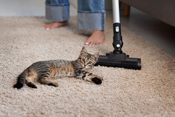 pet hair removal from carpet using sponge Pet Hair Removal From Carpet Using Sponge and Water