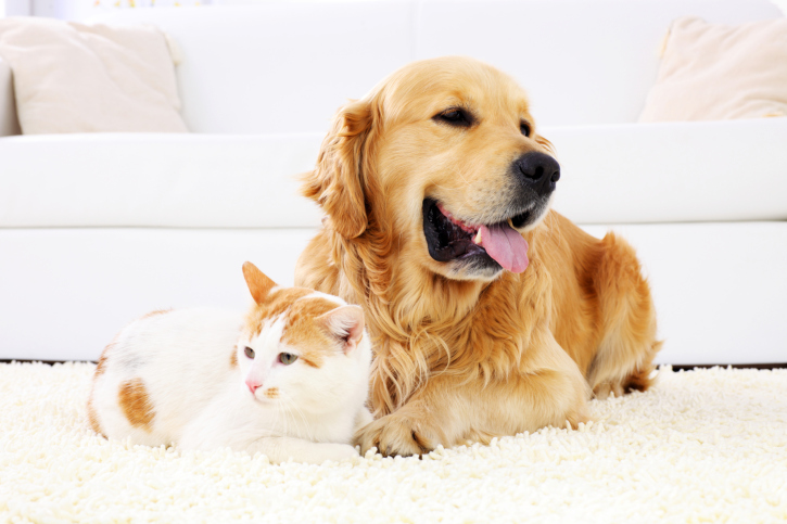 Pet Hair Removal From Carpet With Static Electricity