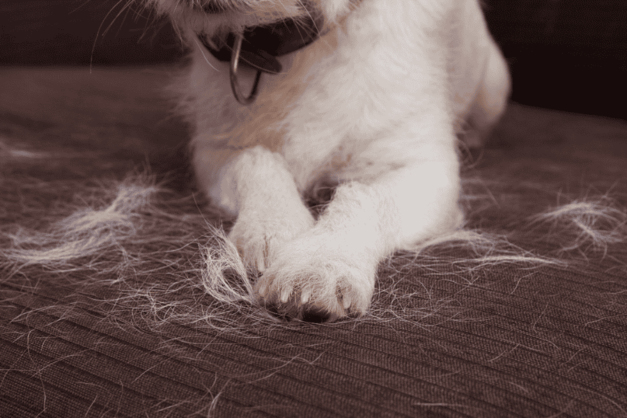 Pet Hair Removal Tips for Apartment Carpets and Rugs