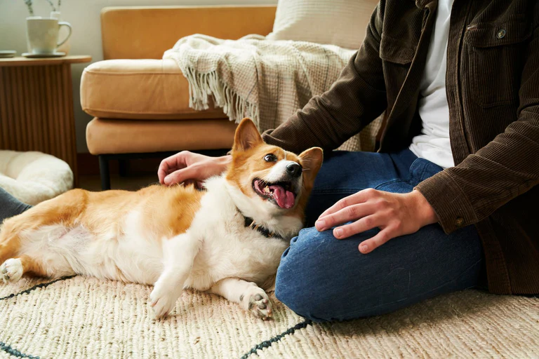 Daily Pet Hair Removal Routine for Carpets and Rugs