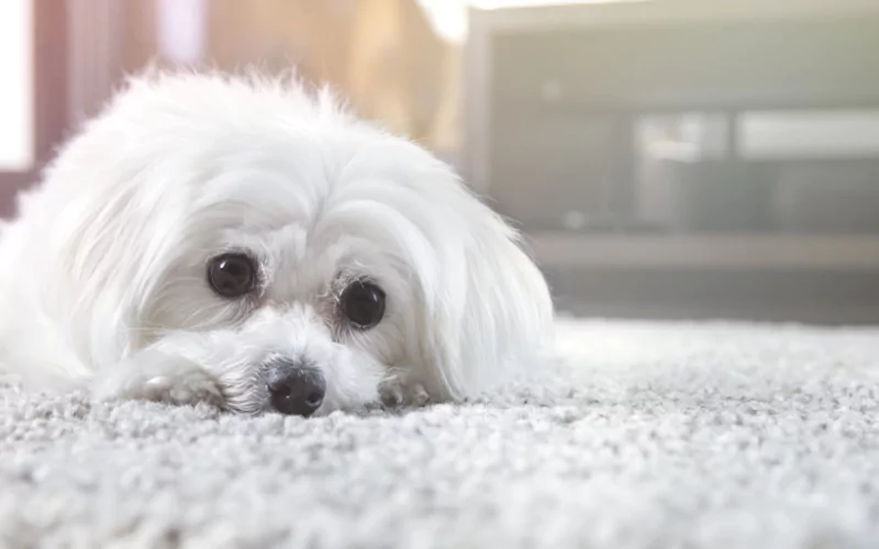 Genius Pet Hair Removal Tricks for Carpet Cleaning