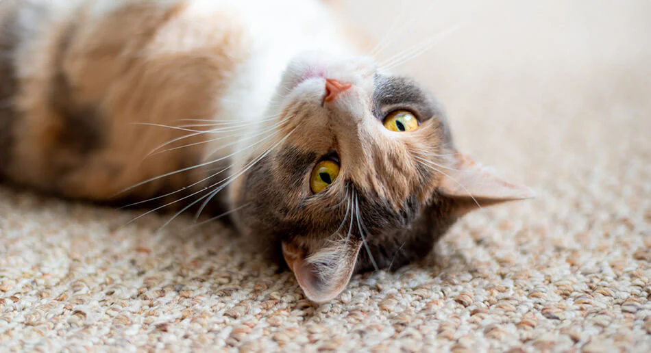 pet hair removal tricks for carpet cleaning Genius Pet Hair Removal Tricks for Carpet Cleaning