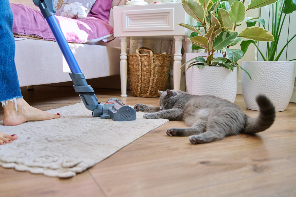 How Brushing Pets Reduces Carpet Hair and Dander