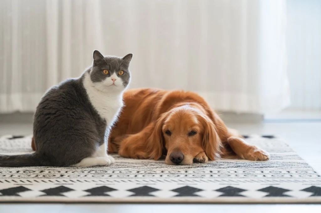 pet hair removal challenges in carpets explained Pet Hair Removal Challenges in Carpets Explained