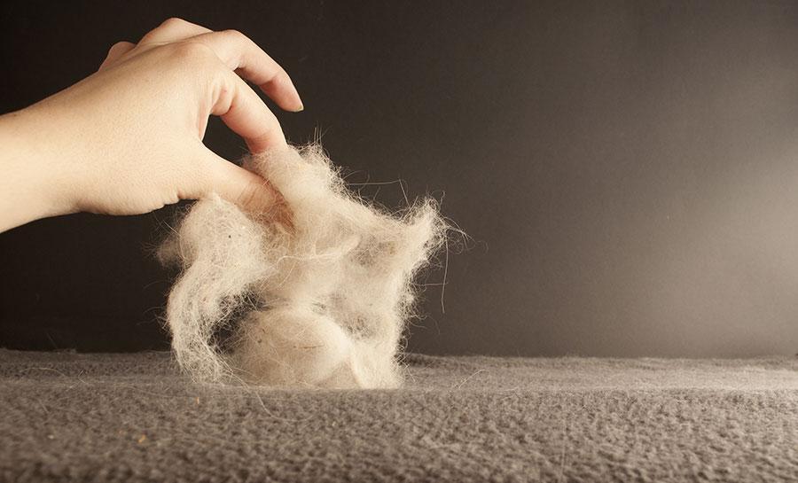 pet hair removal challenges in carpets explained Pet Hair Removal Challenges in Carpets Explained