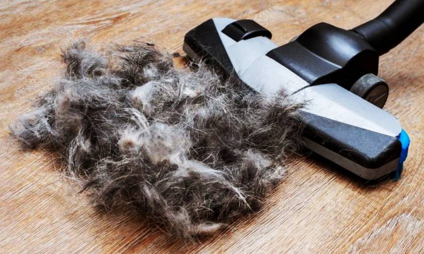 Pet Hair Removal for Long Haired Dogs on Carpet Fibers
