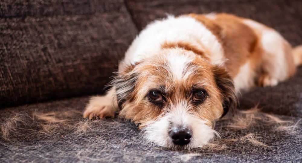 Pet Hair Removal From Carpet in Living Room Areas