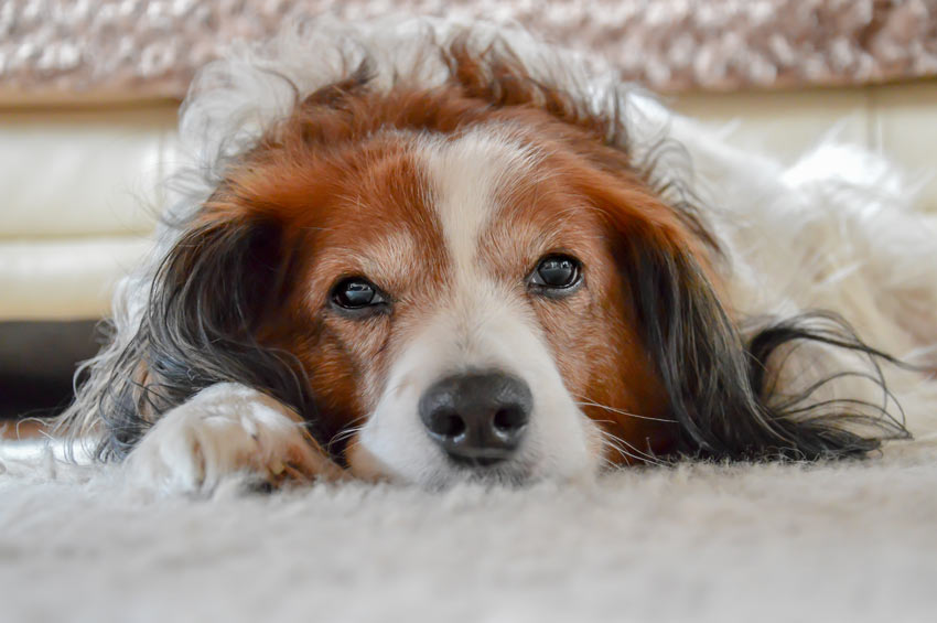 pet hair removal from carpet in multi pet homes Pet Hair Removal From Carpet in Multi-Pet Households