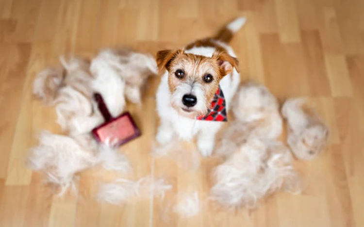 Pet Hair Removal From Carpet Step by Step Routine