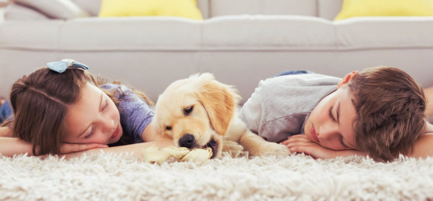 Pet Hair Removal From Carpet Using Brush and Scrubber