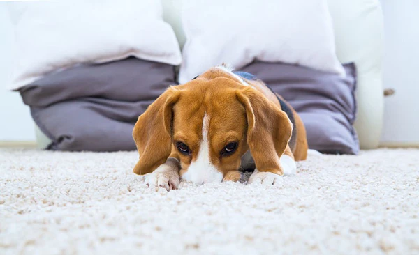 pet hair removal from carpet using lifting technique Pet Hair Removal From Carpet Using Lifting Techniques