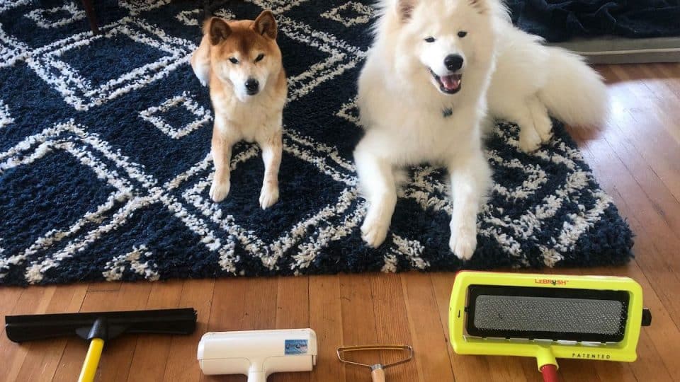 pet hair removal from carpet using lifting technique Pet Hair Removal From Carpet Using Lifting Techniques