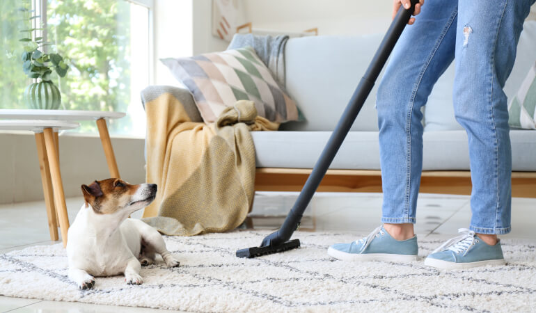 pet hair removal from carpet using squeegee Pet Hair Removal From Carpet Using Squeegee Strategy
