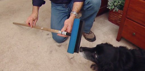 pet hair removal from carpet using static brush Pet Hair Removal From Carpet Using Static Brush Tools