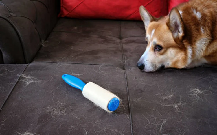 Pet Hair Removal From Carpet Using Tape: Quick Hacks
