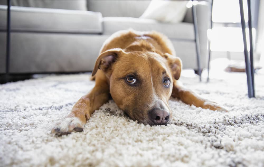 pet hair removal from carpet using tape Pet Hair Removal From Carpet Using Tape: Quick Hacks