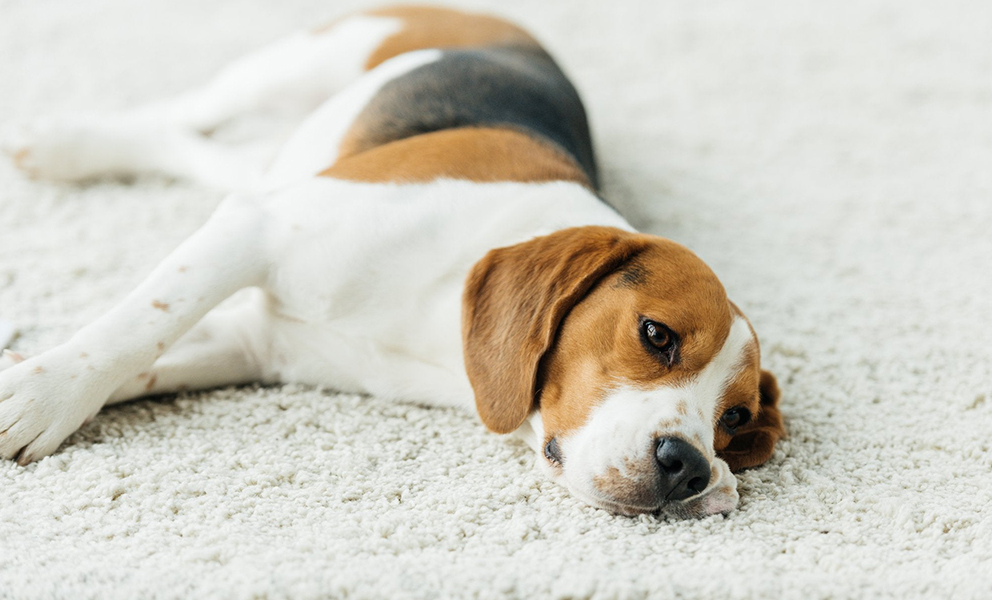 pet hair removal from carpet using vinegar solution Pet Hair Removal From Carpet Using Vinegar Solution