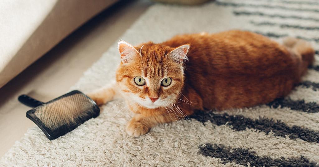 Pet Hair Removal From Carpet With Balloon Method Hack