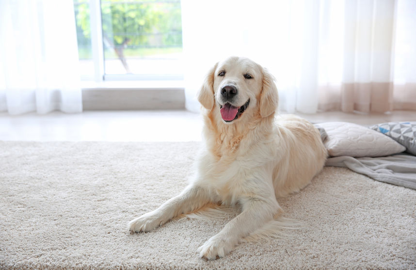 Pet Hair Removal From Carpet With Manual Brushing Guide