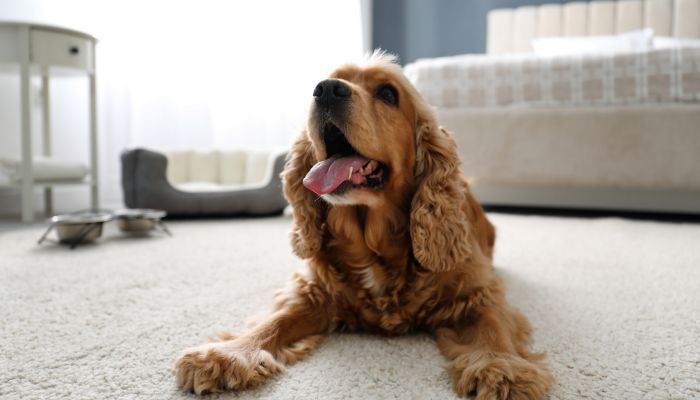 pet hair removal from carpet with manual brushing Pet Hair Removal From Carpet With Manual Brushing Guide