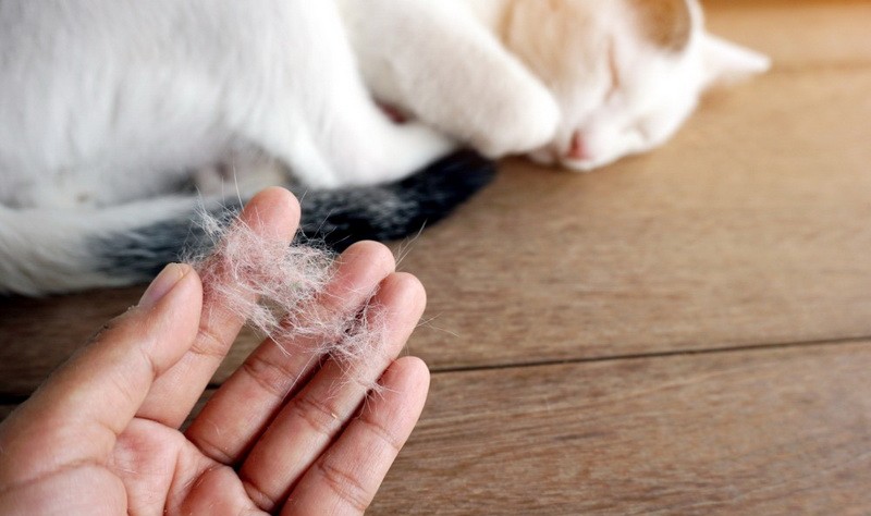 pet hair removal step by step from carpet Pet Hair Removal Step by Step From Carpet Fibers
