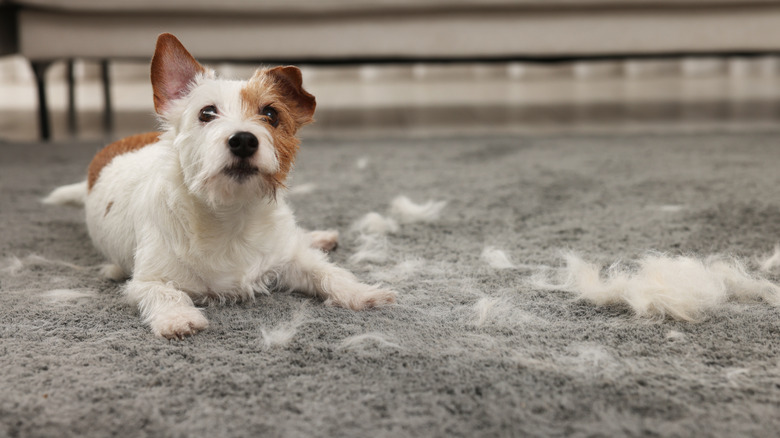 Pet Hair Removal With Anti-Static Spray on Carpets