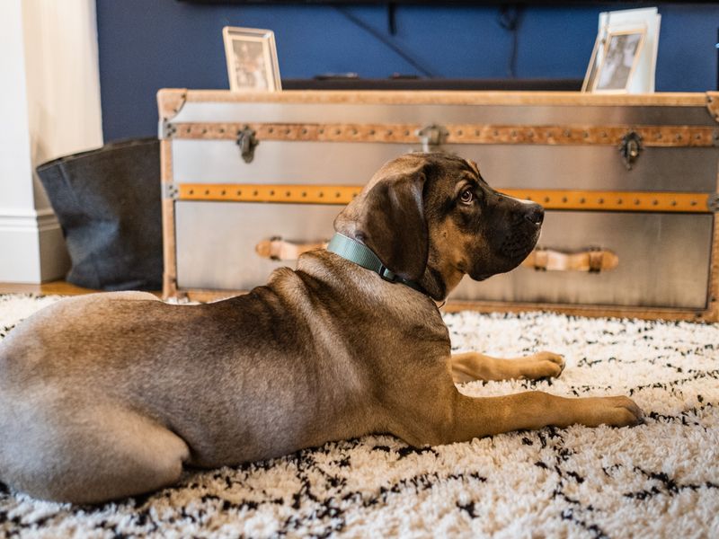 pet hair stuck in carpet how to remove Pet Hair Stuck in Carpet? How to Remove It Fast