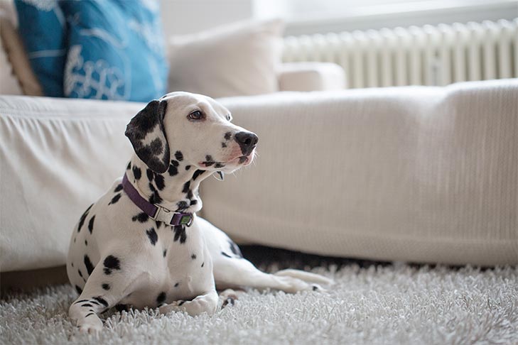 pet hair removal techniques for carpet Professional Pet Hair Removal Techniques for Carpets